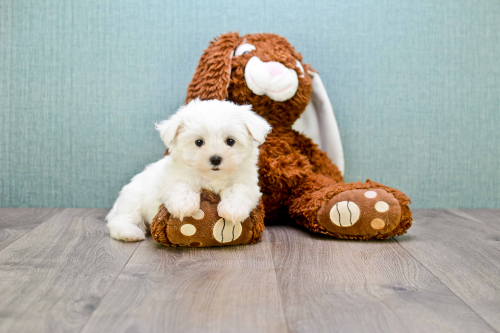 Small Maltese Purebred Pup