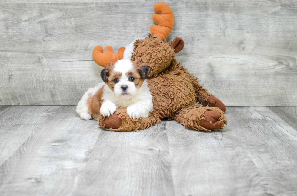 Teddy Bear Pup Being Cute