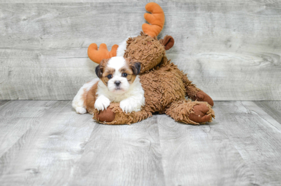 Teddy Bear Pup Being Cute