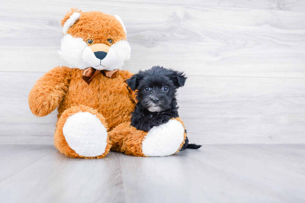 Morkie Pup Being Cute