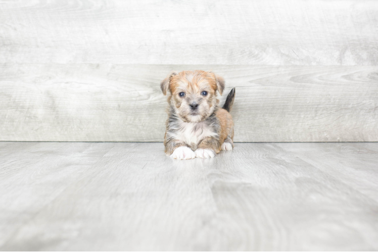 Cute Morkie Baby