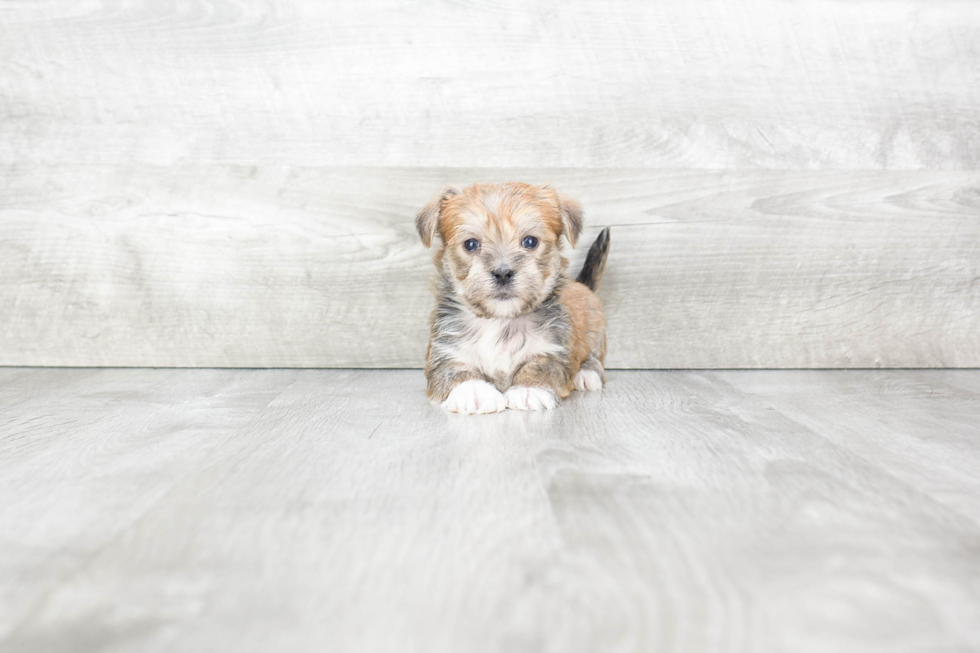 Cute Morkie Baby