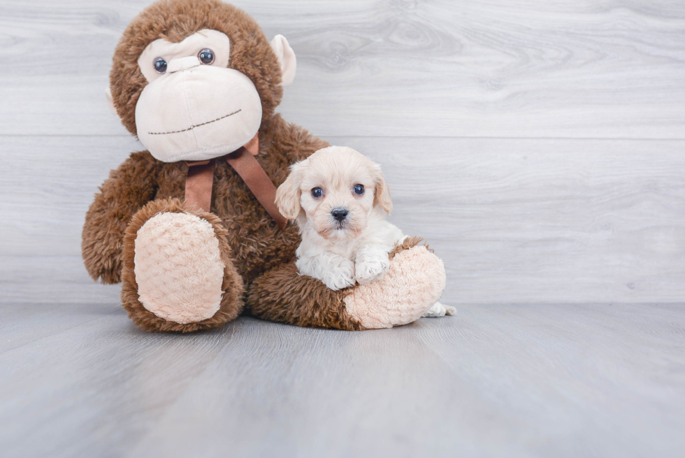 Cavachon Puppy for Adoption