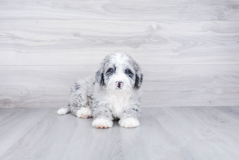 Sweet Mini Bernedoodle Baby