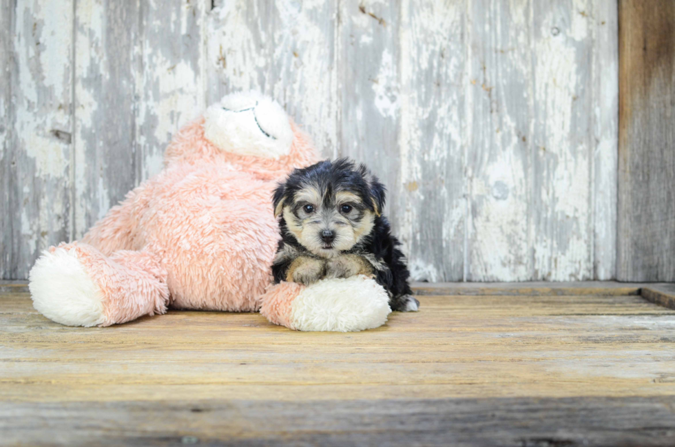 Small Morkie Baby