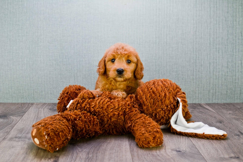 Smart Mini Goldendoodle Poodle Mix Pup