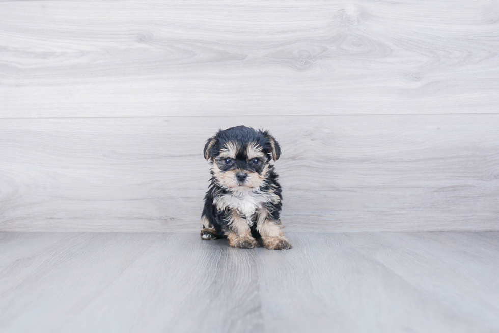 Best Morkie Baby