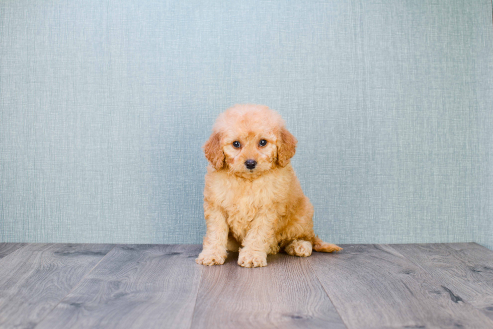 Best Mini Goldendoodle Baby