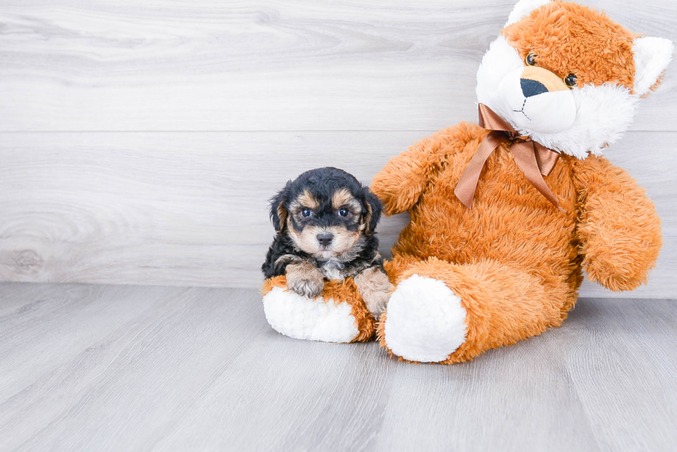 Smart Morkie Designer Pup