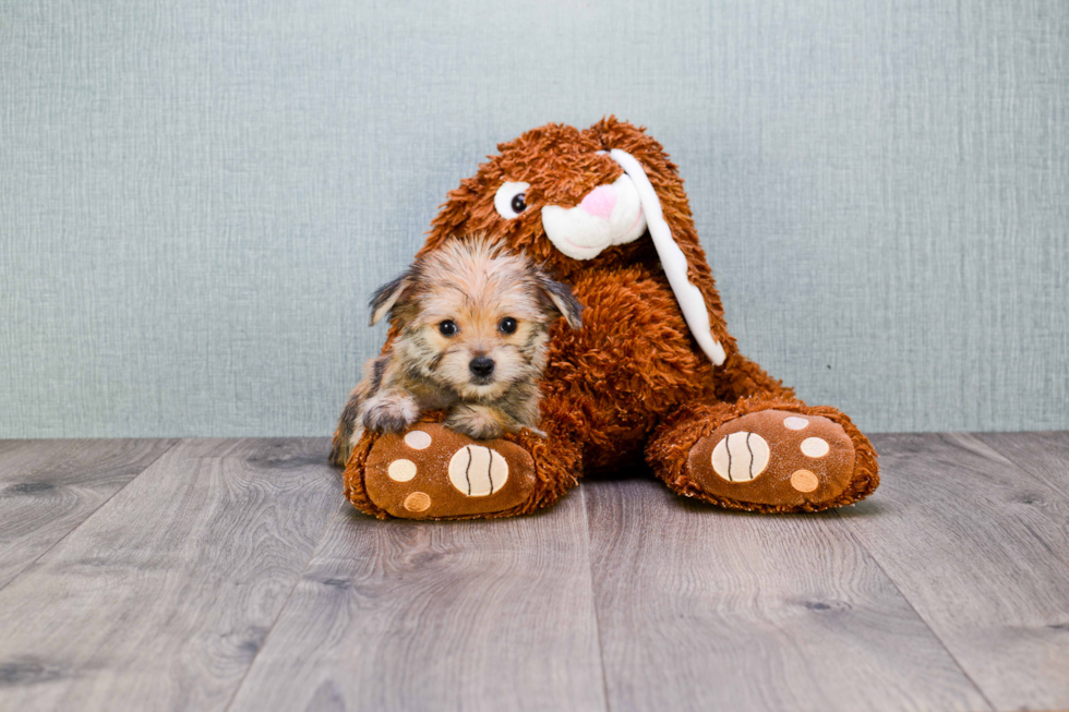 Cute Morkie Baby