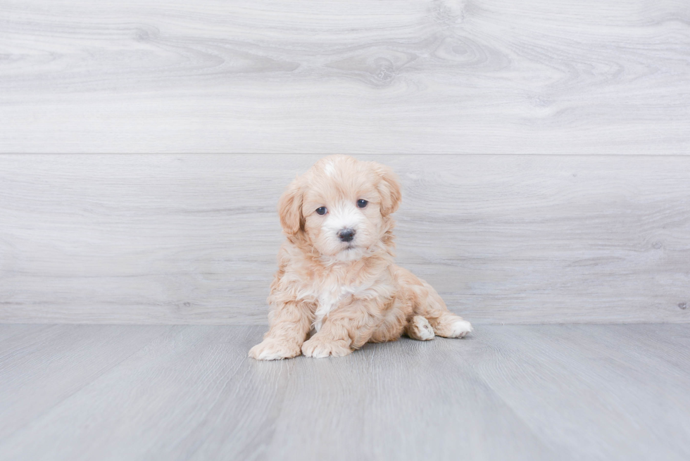Maltipoo Puppy for Adoption