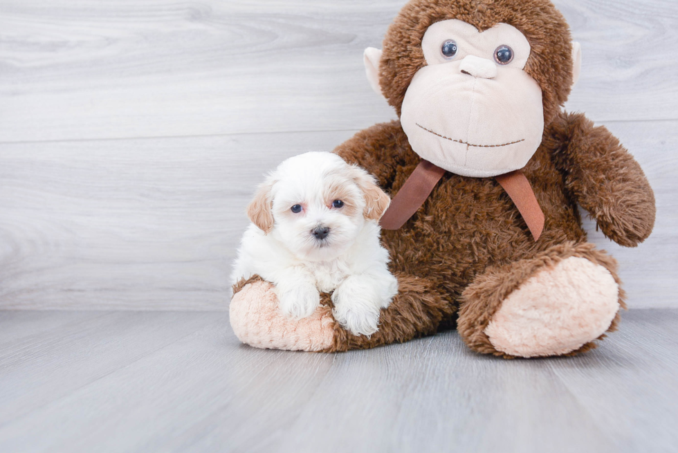 Maltipoo Pup Being Cute