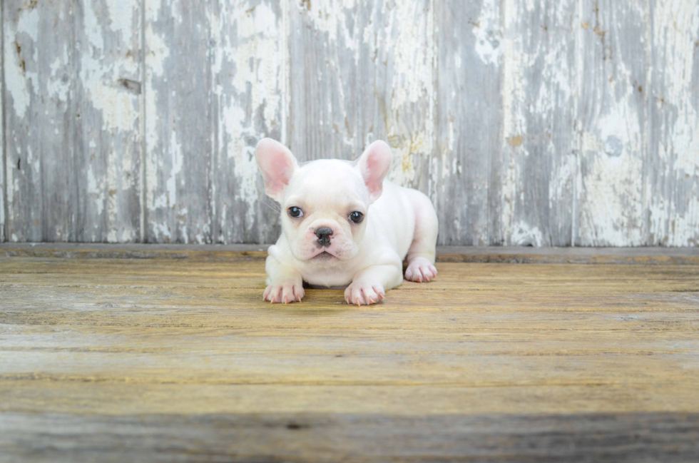French Bulldog Puppy for Adoption