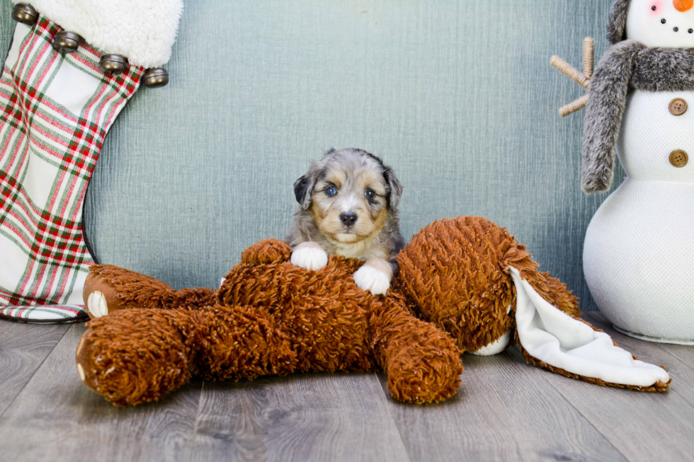 Small Mini Aussiedoodle Baby