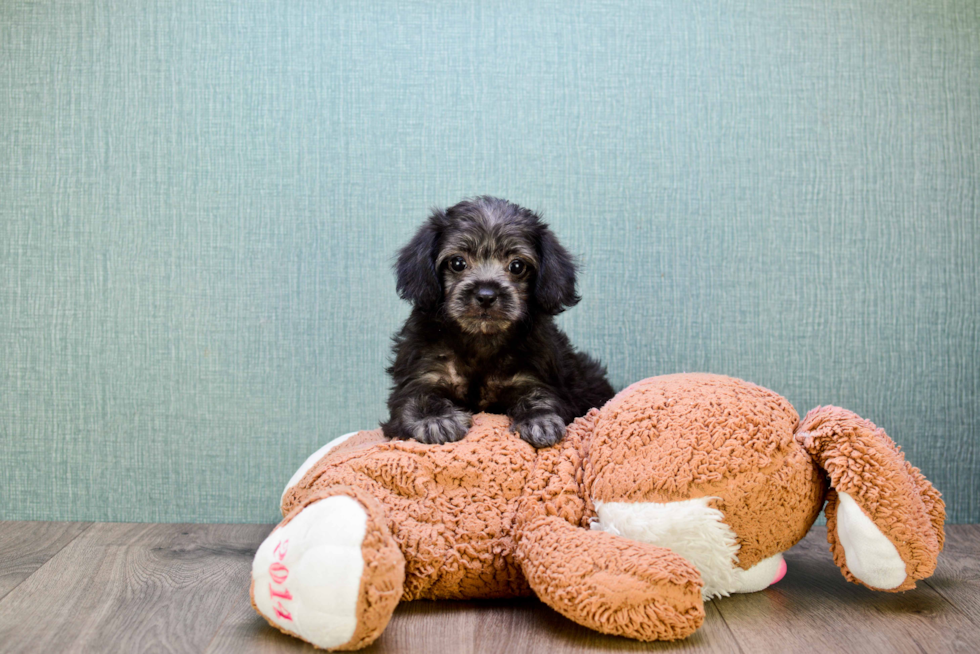 Best Yorkie Poo Baby