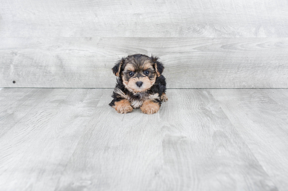 Little Yorkie Designer Puppy