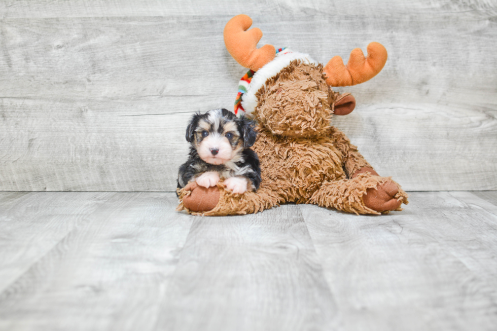 Friendly Morkie Baby