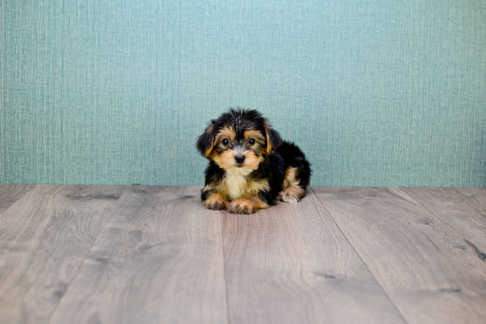 Morkie Pup Being Cute