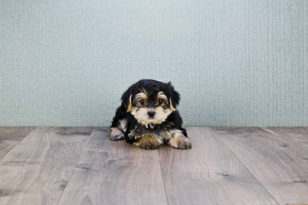 Popular Morkie Designer Pup