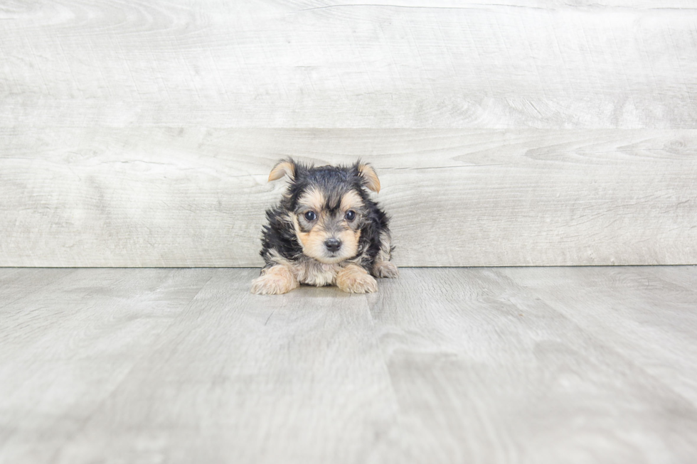 Best Morkie Baby