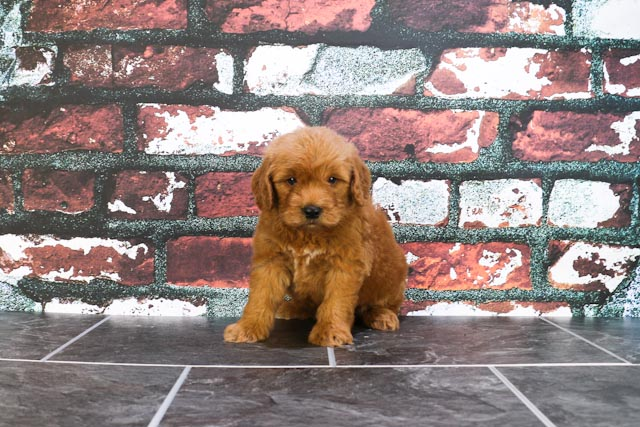 Mini Goldendoodle Puppy for Adoption