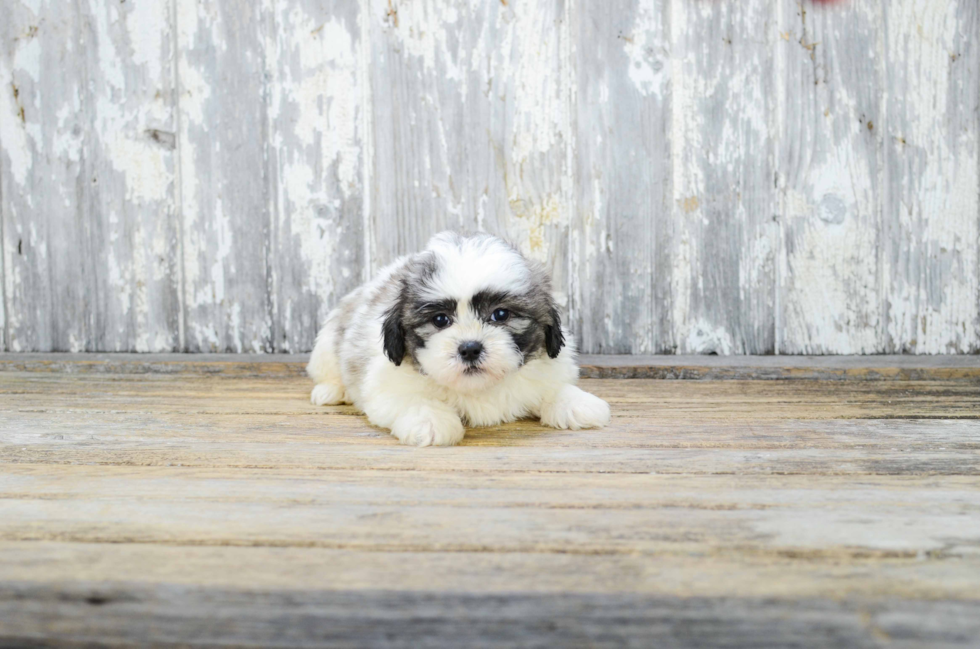 Teddy Bear Pup Being Cute