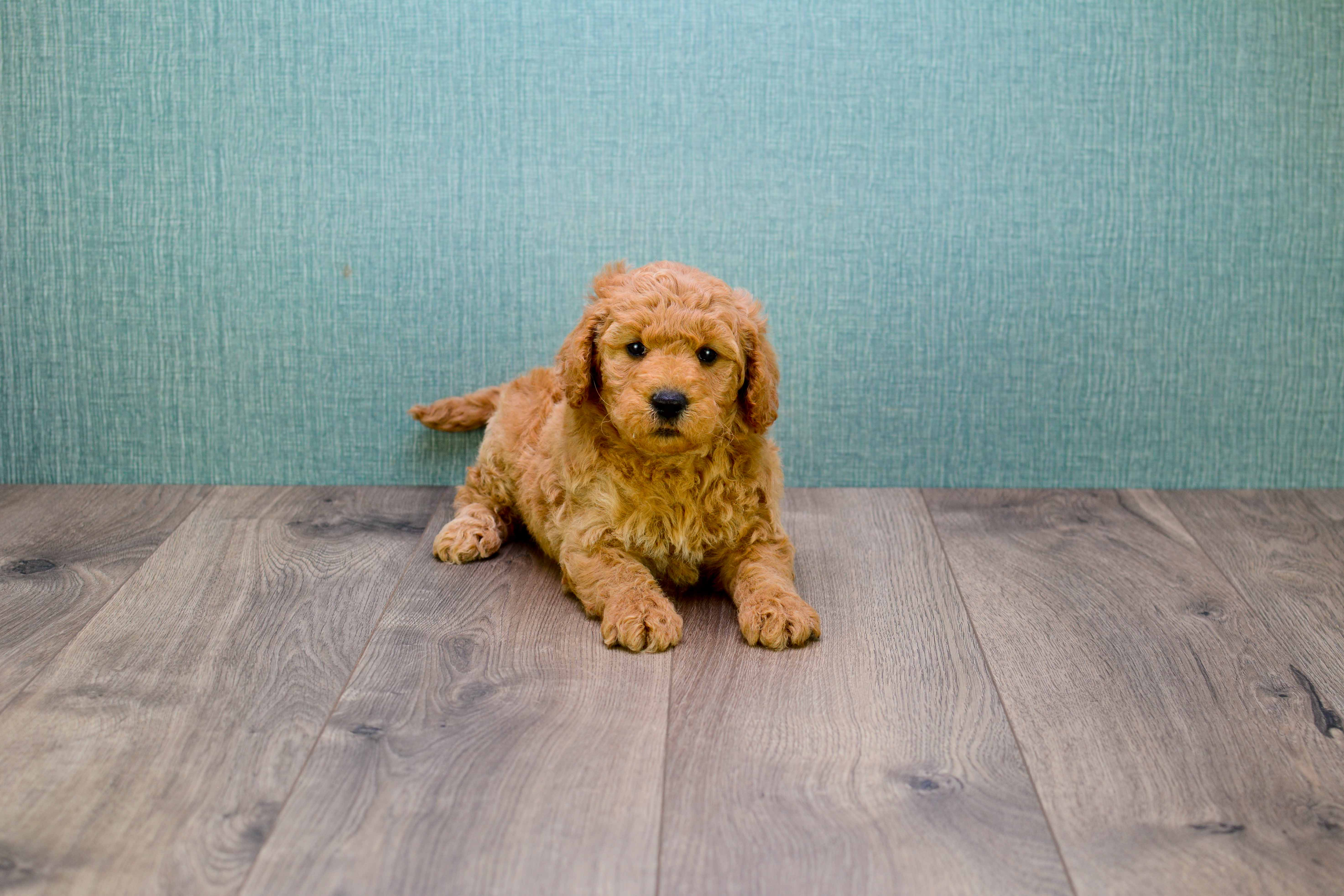 Best Mini Goldendoodle Baby