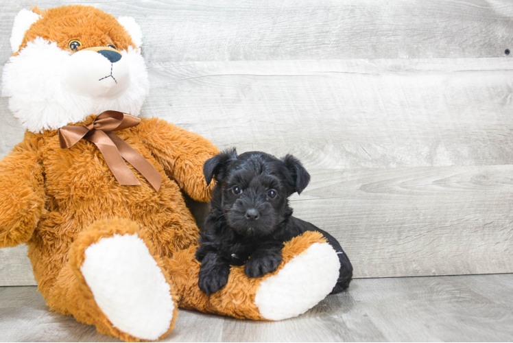 Smart Morkie Designer Pup