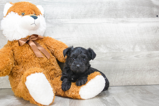 Smart Morkie Designer Pup