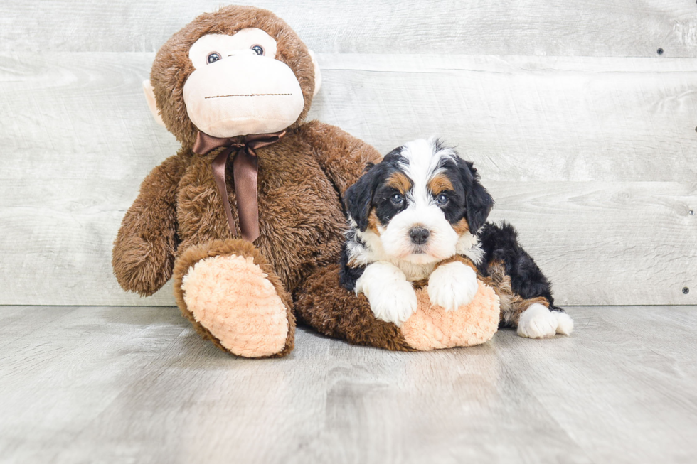 Popular Mini Bernedoodle Poodle Mix Pup
