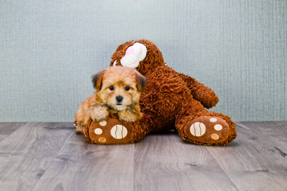 Smart Morkie Designer Pup