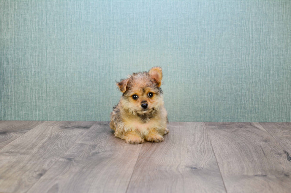 Best Yorkie Pom Baby