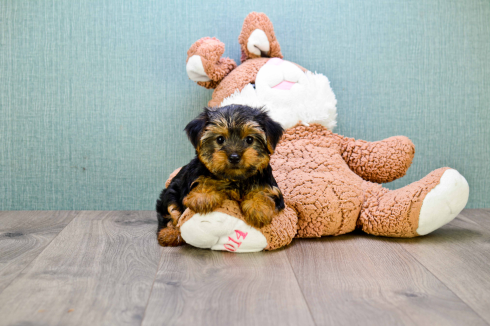 Meet Bella - our Yorkshire Terrier Puppy Photo 