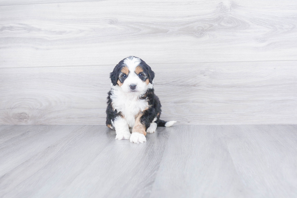 Mini Bernedoodle Pup Being Cute