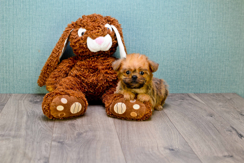 Cute Brussels Griffon Mix Pup