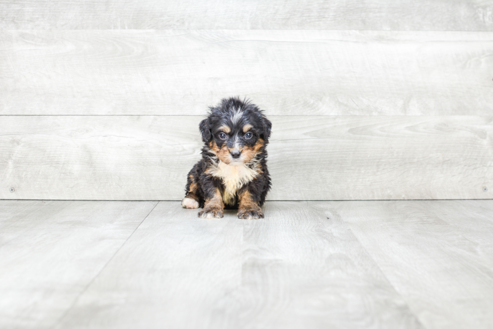 Mini Bernedoodle Puppy for Adoption