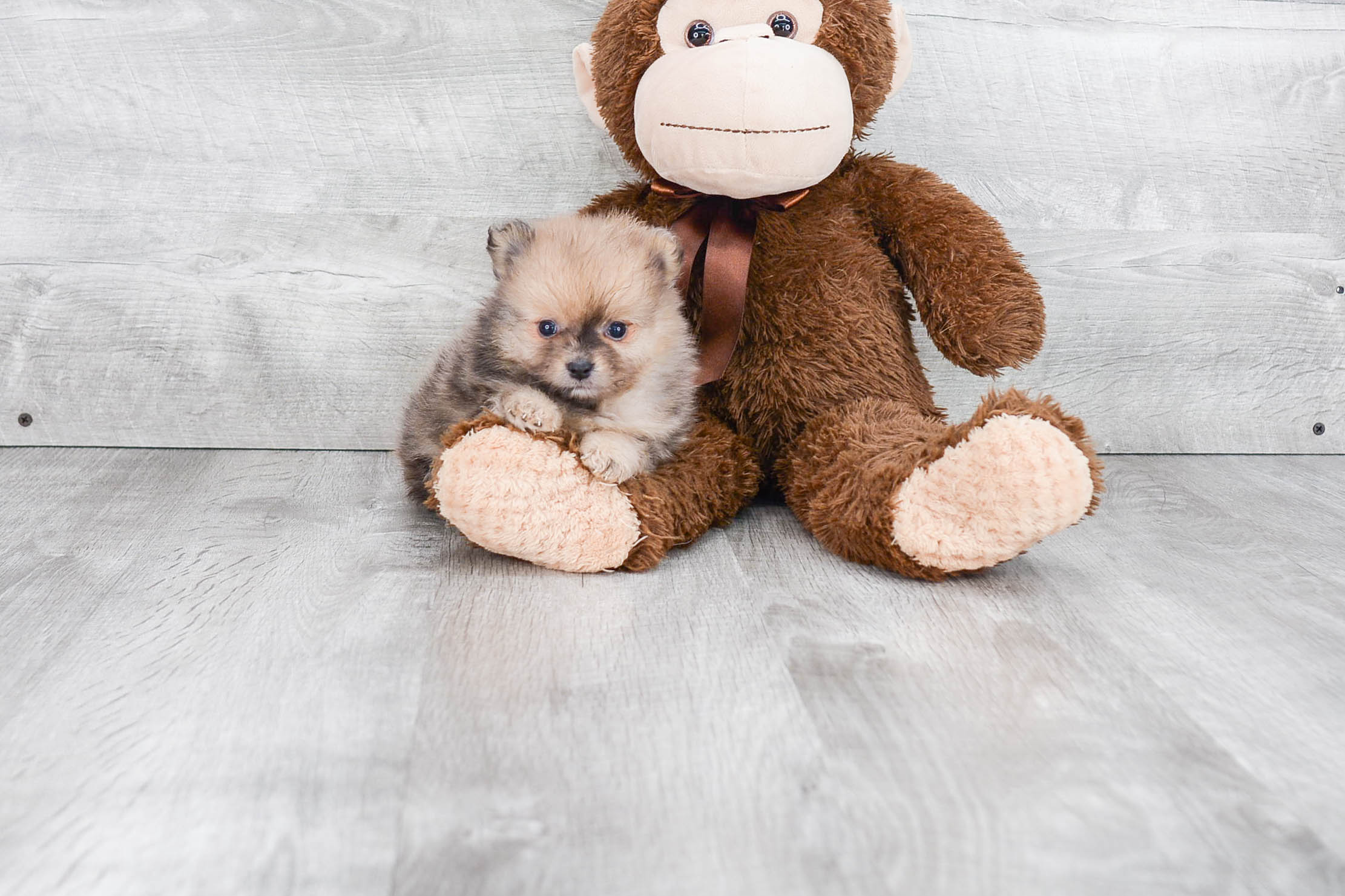 Best Pomeranian Baby