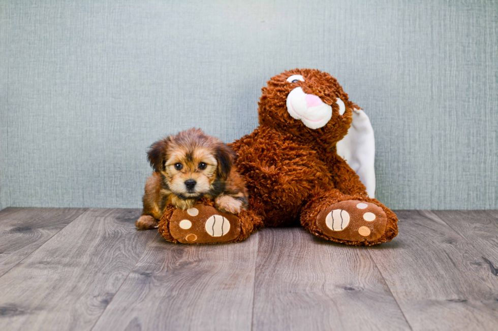 Smart Morkie Designer Pup
