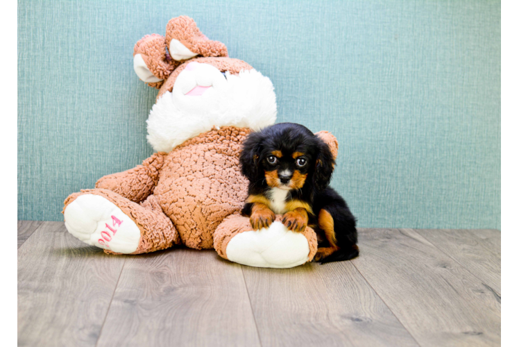 Cavalier King Charles Spaniel Puppy for Adoption