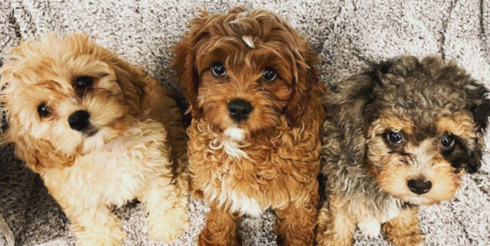 Cutest Cavapoo Colors