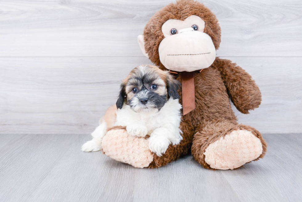 Cute Teddy Bear Baby