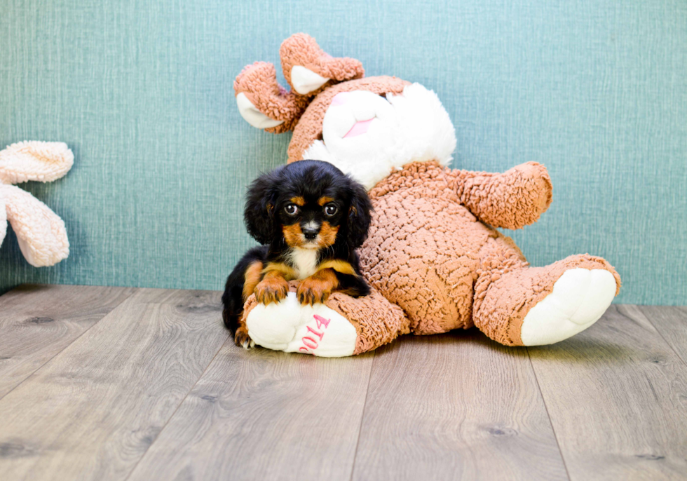 Little Cavalier King Charles Spaniel Baby
