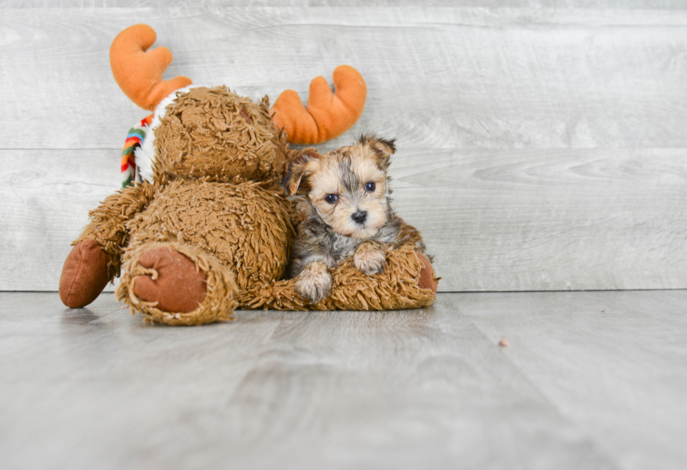 Morkie Puppy for Adoption