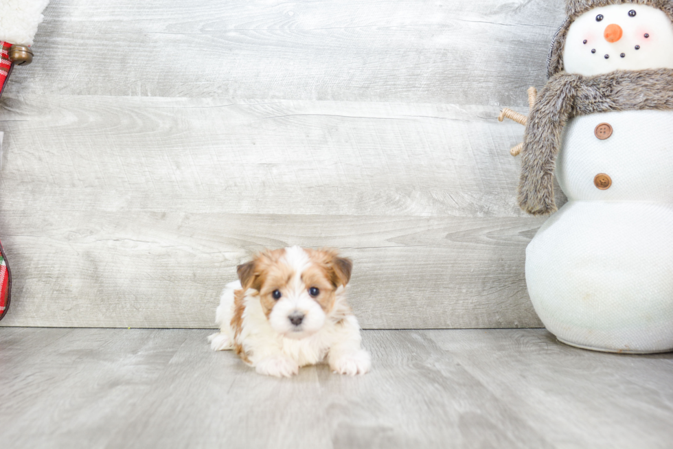 Morkie Pup Being Cute