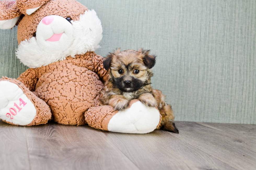 Happy Morkie Baby