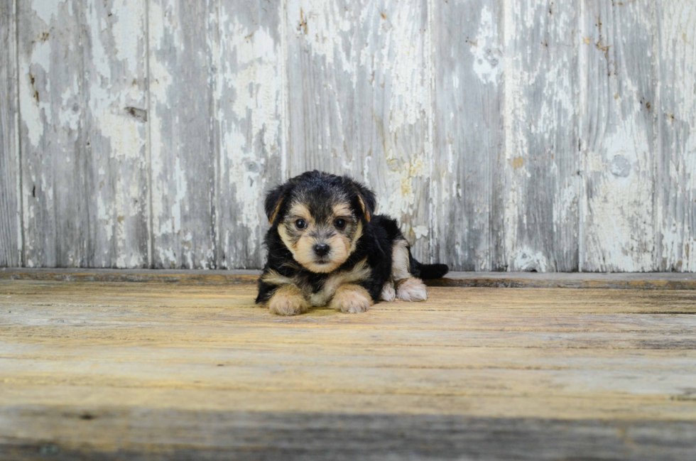Morkie Pup Being Cute