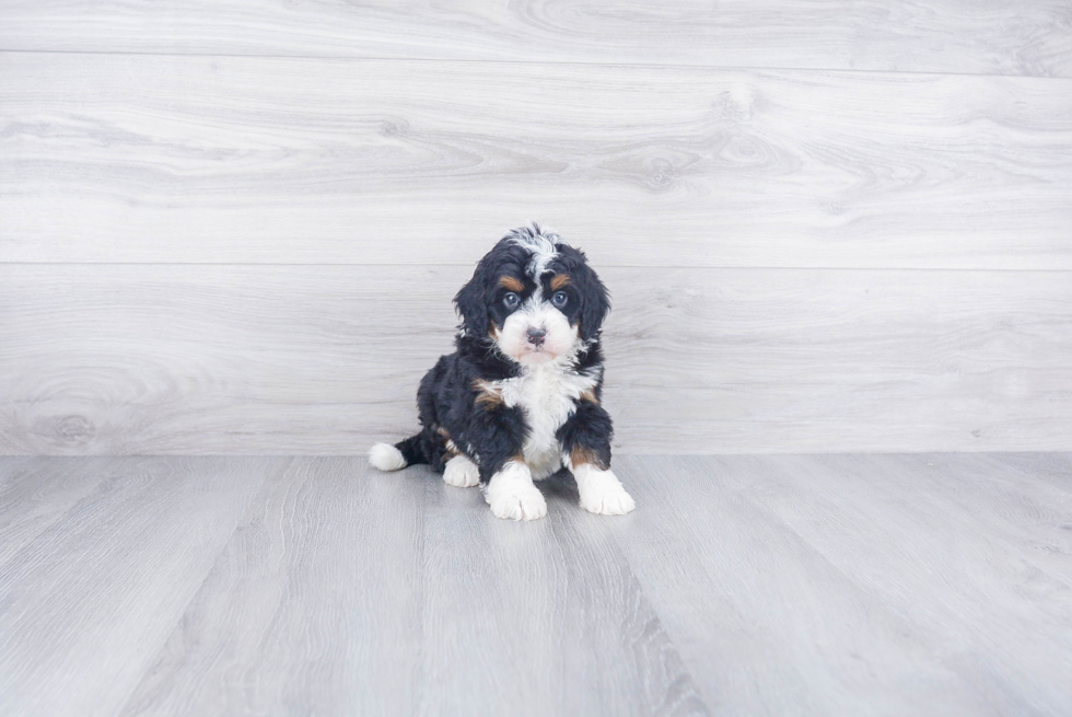 Mini Bernedoodle Pup Being Cute