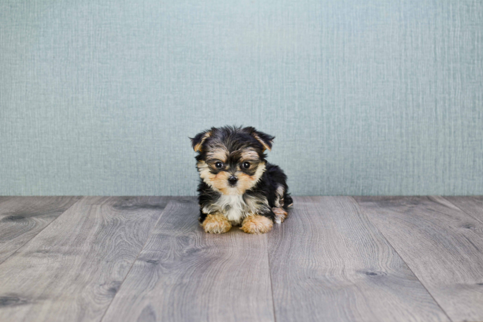 Popular Morkie Designer Pup
