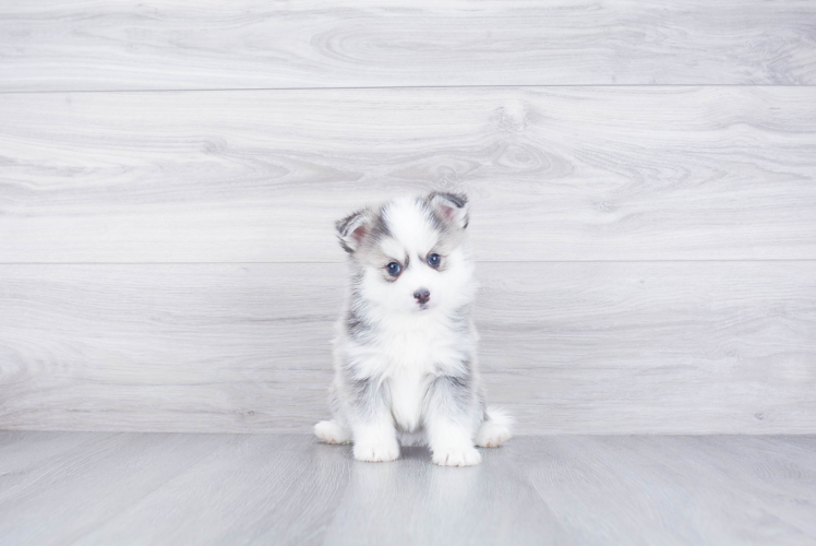 Petite Pomsky Designer Pup