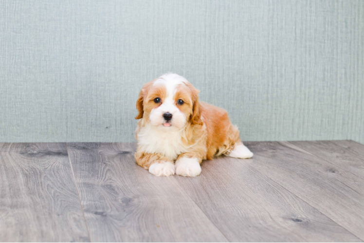 Best Cavapoo Baby